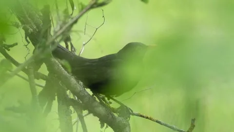Common Blackbird Perched on Willow Branch - 4K Wildlife Slow Motion Shot Vídeos de archivo 336270672