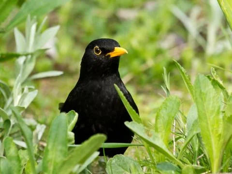 Common Blackbird Stock Photos