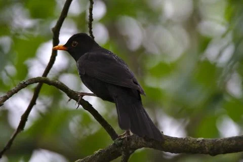 Common blackbird Stock Photos
