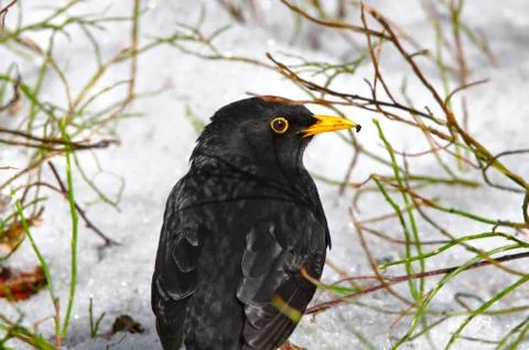 Common blackbird Stock Photos