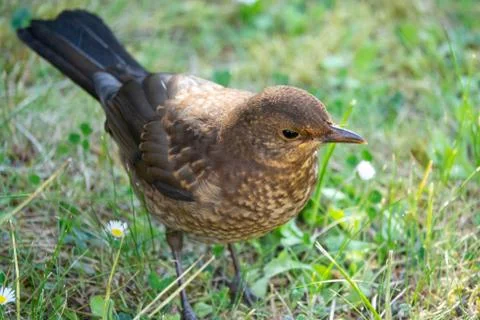 Common blackbird Stock Photos