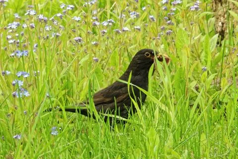 Common blackbird Stock Photos
