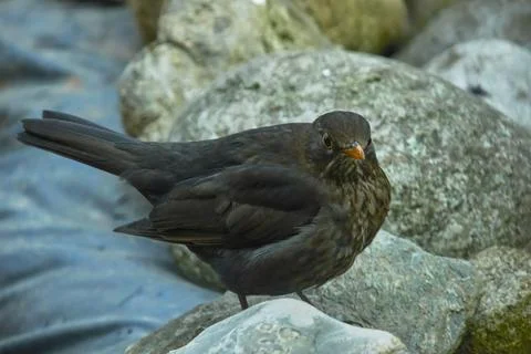 The common blackbird Foto stock