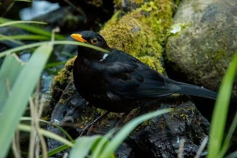 The common blackbird Stock Photos
