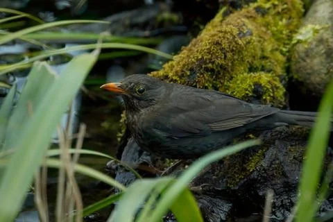 The common blackbird Stock Photos