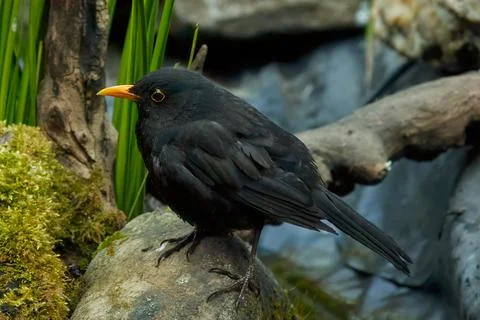 The common blackbird Stock Photos