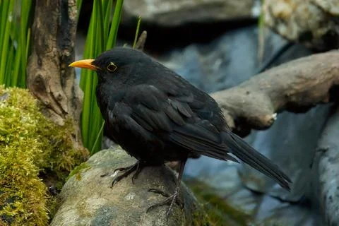 The common blackbird Stock Photos