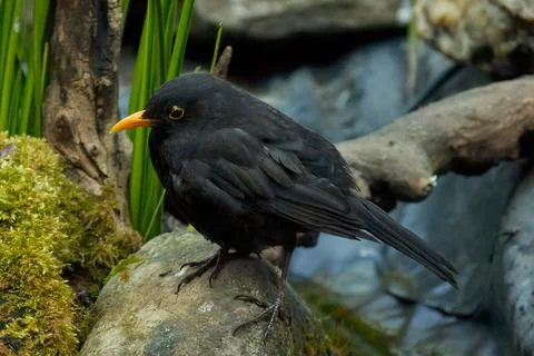 The common blackbird Stock Photos