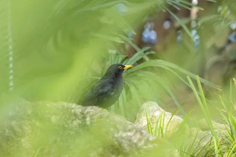 The common blackbird Stock Photos
