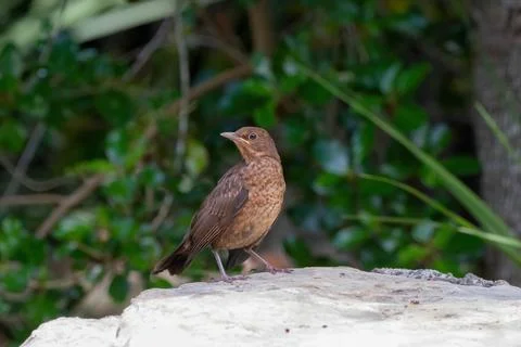 Common blackbird Stock Photos