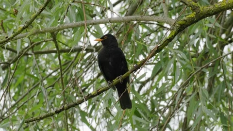 Common Blackbird Preening Breast Feathers on Weeping Willow - 4K Wildlife Slow Vídeos de archivo 336267983