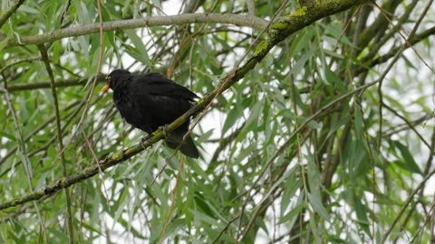 Common Blackbird Preening Feathers on Weeping Willow - 4K Wildlife Slow Motion Vídeos de archivo 336267641