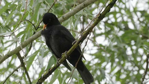 Common Blackbird Preening Feathers on Weeping Willow - 4K Wildlife Slow Motion Vídeos de archivo 336268037