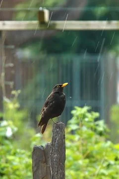 Common Blackbird in the rain Stock Photos