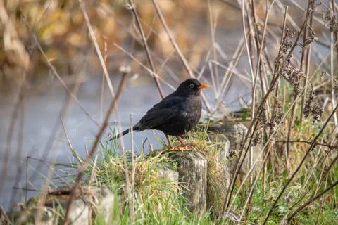 Common Blackbird by the river between branches Stock Photos
