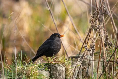 Common Blackbird by the river between branches Stock Photos