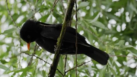 Common Blackbird Scratching and Singing on Weeping Willow - 4K Wildlife Slow Stockbeeldmateriaal 336268663