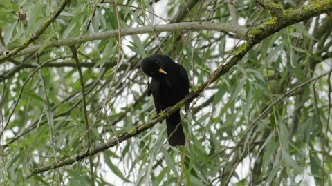 Common Blackbird Scratching its Head on Weeping Willow - 4K Wildlife Slow Motion Vídeos de archivo 336267984