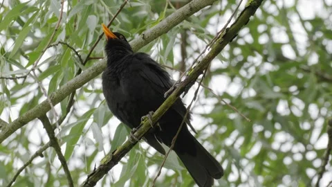 Common Blackbird Singing and Preening on Weeping Willow - 4K Wildlife Slow Vídeos de archivo 336268354