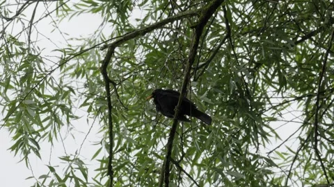 Common Blackbird Singing and Preening on Weeping Willow - 4K Wildlife Slow Vídeos de archivo 336268719