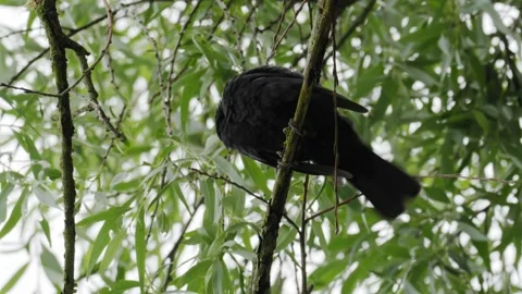 Common Blackbird Singing and Preening on Weeping Willow - 4K Wildlife Slow Vidéo 336268724