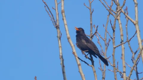 Common blackbird. Singing bird in spring. Bird chirping. Turdus merula Stock Footage 129605189