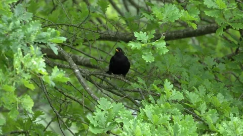 Common Blackbird Singing on Oak Tree - 4K Wildlife Slow Motion Shot Vídeos de archivo 336271709