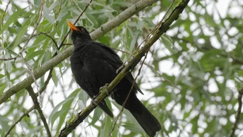 Common Blackbird Singing on Weeping Willow - 4K Wildlife Slow Motion Shot Vídeos de archivo 336267957