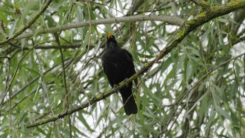 Common Blackbird Singing on Weeping Willow - 4K Wildlife Slow Motion Shot Vidéo 336267986