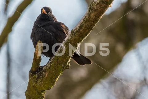 Common Blackbird sitting on a branch and looking around Stock Photos