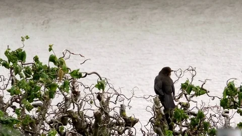 Common blackbird sitting on corkscrew hazel tree Stock Footage 76764582