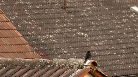 Common blackbird sitting on an old rooftop, preening blackbird, tiled rooftops Stock Footage 76812047