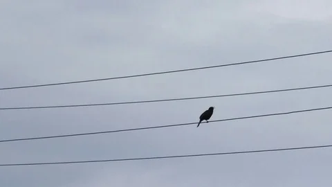 Common blackbird sitting on a power line, singing, grey moving clouds above Stock Footage 76811201