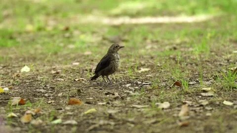 A Common Blackbird standing in the shallow fields Vídeo Stock 336649270