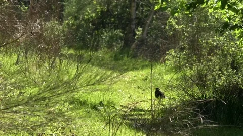 Common blackbird standing on a small path in a forest. Springtime nature scene. Stock Footage 76765029