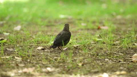 A Common Blackbird staying alert and looking around Stock Footage 336649262