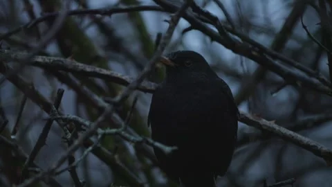 Common Blackbird Taking protection in Tree at Storm, Close up Stock-Footage 274448201