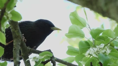 Common Blackbird on tree branches Stock Footage 154938821