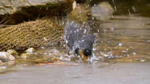 Common blackbird (Turdus merula) bathing in garden lake Stock Footage 87805577
