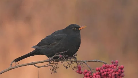 Common blackbird turdus merula bird songbird wildlife nature Stock Footage 305268668