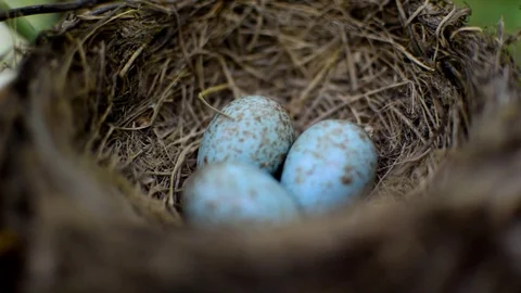 The common blackbird Turdus merula blue colored eggs in a nest Stock Footage 128071724