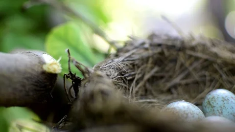 The common blackbird Turdus merula blue colored eggs in a nest 스톡 동영상 128144097