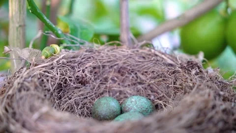 The common blackbird Turdus merula blue colored eggs in a nest. Close-up Stock Footage