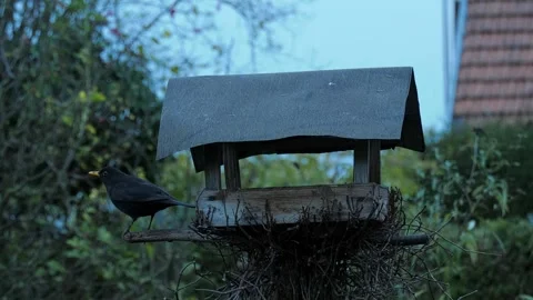 Common blackbird (turdus merula) checking out birdhouse, cloudy autumn evening Video stock 256242428