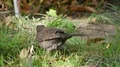 A common blackbird (Turdus merula) close up picking any food in the grass 4k or 4k+ Resolution