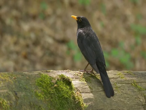 Common blackbird (Turdus merula) Video stock 80909619