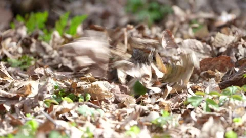 Common Blackbird (Turdus merula) Stock Footage 342593375
