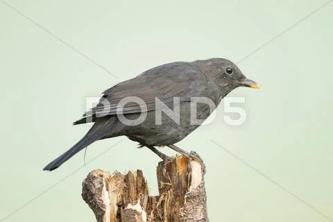 Common blackbird (turdus merula), limburg an der lahn, hesse, germany, europe Stock Photos