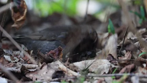 Common blackbird (turdus merula) looking for food on a forest ground Stock Footage 331241087