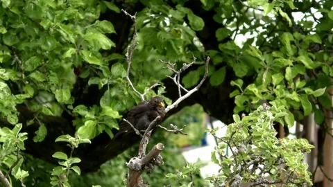 Common blackbird (turdus merula) preening, blackbird cleaning its feathers, tree Stock Footage 76796580